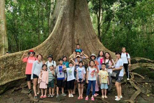 Cay Tung Co Thu Nam Cat Tien Thu Duc Travel