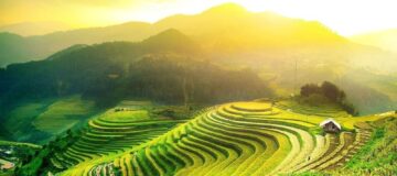 đồi chè mộc châu