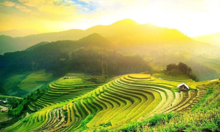 đồi chè mộc châu